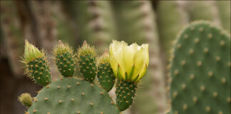 cactus experts